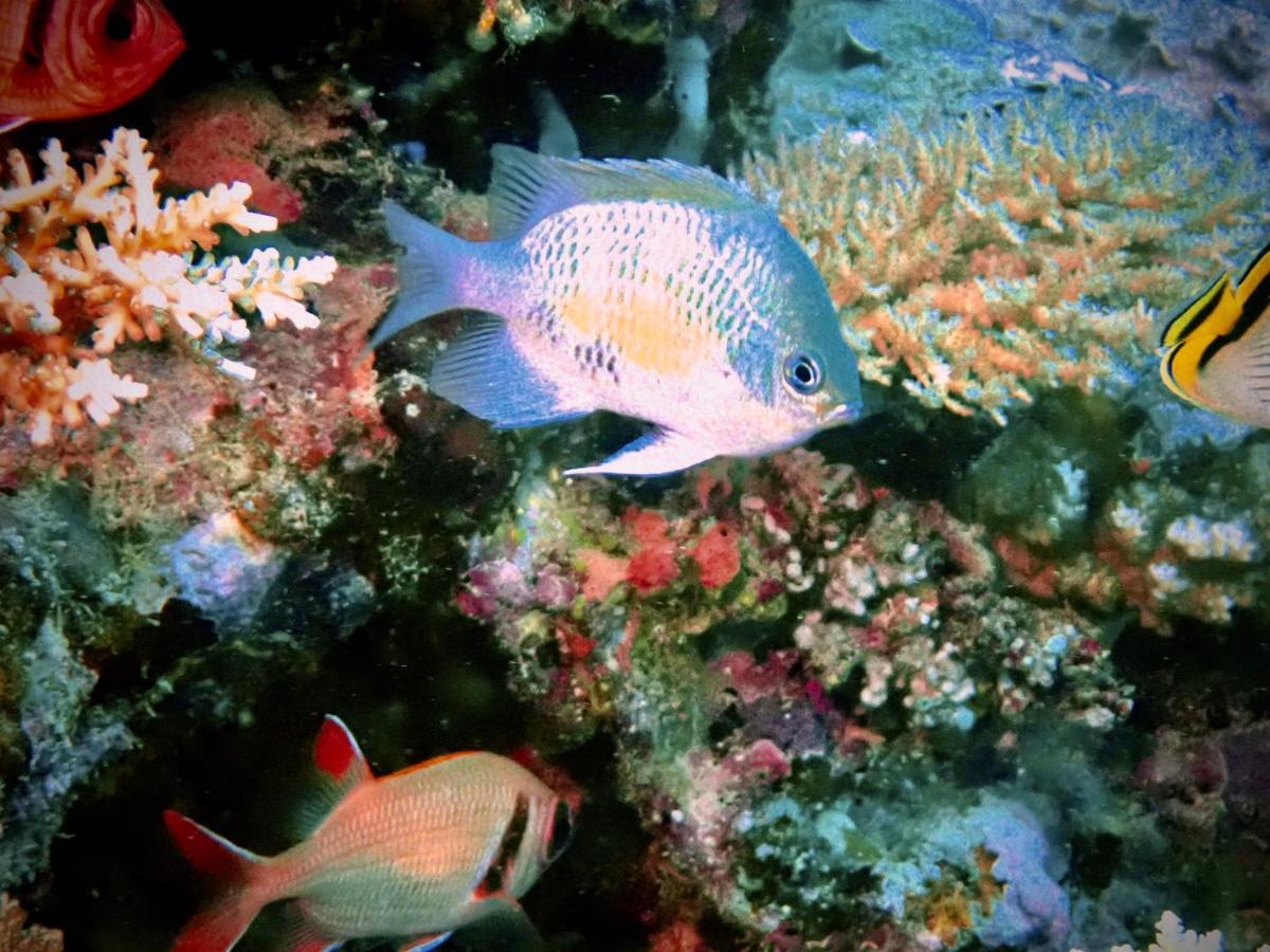 Sau Bay Resort & Spa Waiyevo Luaran gambar