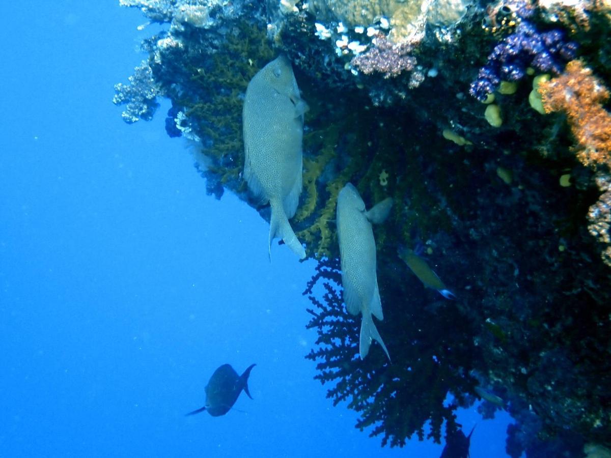 Sau Bay Resort & Spa Waiyevo Luaran gambar